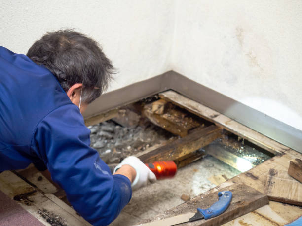 Best Mold Removal Specialists  in Coleman, MI