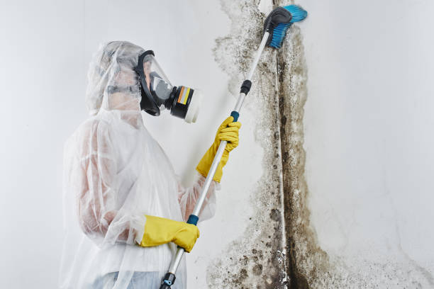 Best Crawl Space Mold Removal  in Coleman, MI