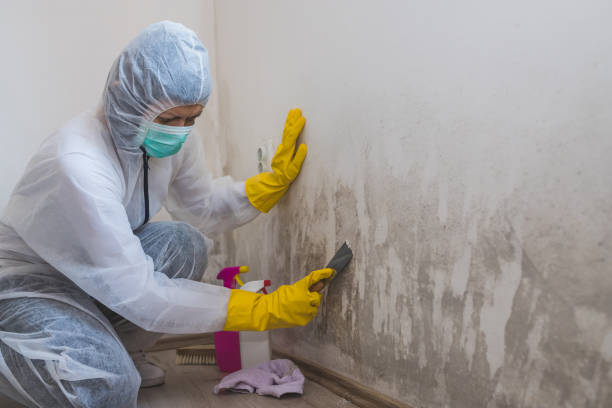 Best Residential Mold Removal  in Coleman, MI