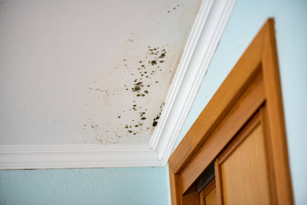 Best Emergency Mold Removal  in Coleman, MI