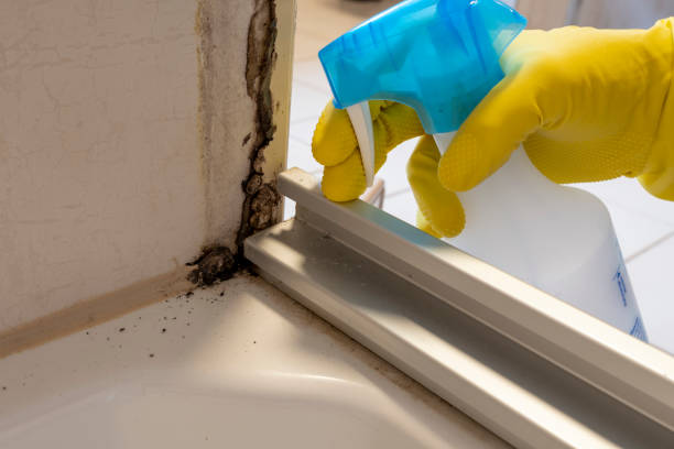 Trusted Coleman, MI Mold Removal Experts