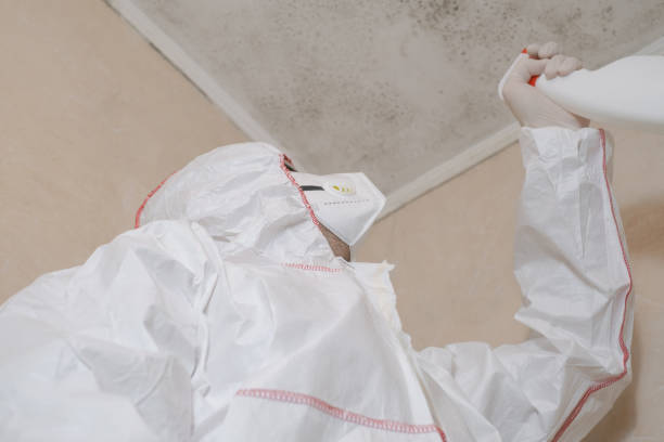 Best Affordable Mold Removal  in Coleman, MI