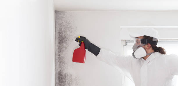 Coleman, MI Mold Removal Company