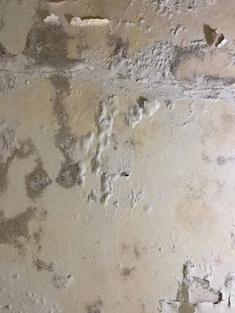 Best Mold Removal Company Near Me  in Coleman, MI