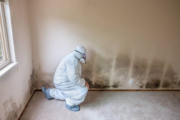 Home Mold Removal in Coleman, MI