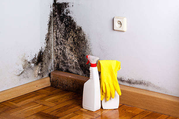 Best Professional Mold Removal  in Coleman, MI
