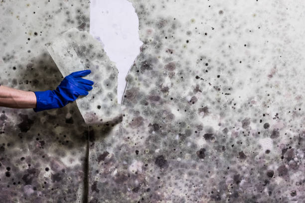 Best Office Mold Removal Services  in Coleman, MI
