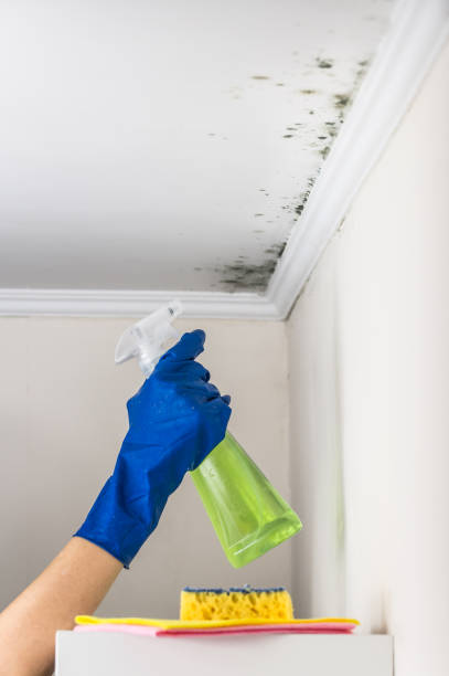 Best Black Mold Removal  in Coleman, MI