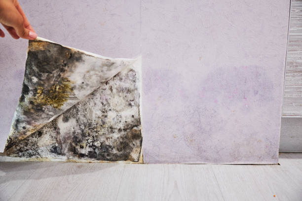 Best Fast Mold Removal  in Coleman, MI